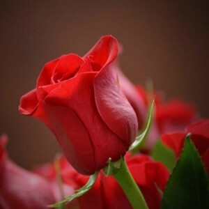 دانلود آهنگ مهستی بین خودمون باشه بیا تا دلم وا شه بارونو فقط با تو دوست دارم عشقم ساخته شده بوسیله هوش مصنوعی