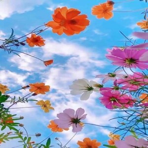 دانلود آهنگ هایده تنها شدم ساخته شده بوسیله هوش مصنوعی دانلود آهنگ هایده تنها شدم ساخته شده بوسیله هوش مصنوعی