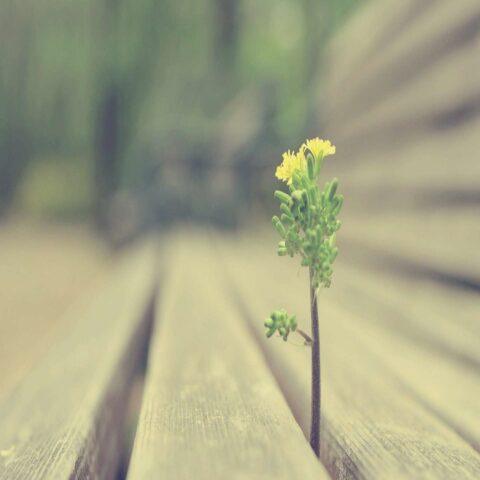 دانلود آهنگ 25 باند تنها باشی